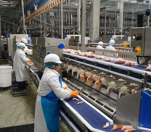 探索costco耗資4.5億美元的肉雞養殖加工一體化工廠