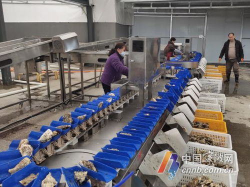 寧波人有自己的專業生蠔清洗加工廠了