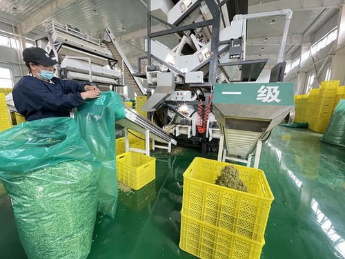 從1株到14萬畝 通渭縣金銀花產業發展見聞