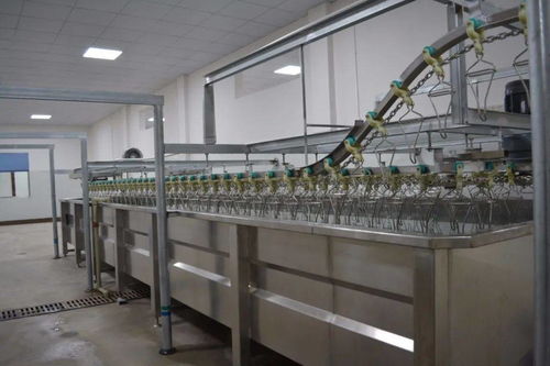 富寧首家,安好農貿市場禽類加工廠試運行 每小時可屠宰2000只